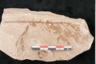 Foto (Detailansicht) von Taxodium distichum miocenicum Heer (NHMW-GEO-2024-0188-6418)